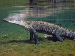Alligator in Santa Fe River/Ginnie Springs. Photo taken w... by Marko Wramén 